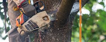  Williams, OR Tree Services Pros