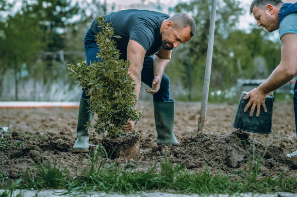 Best Hazardous Tree Removal  in Williams, OR